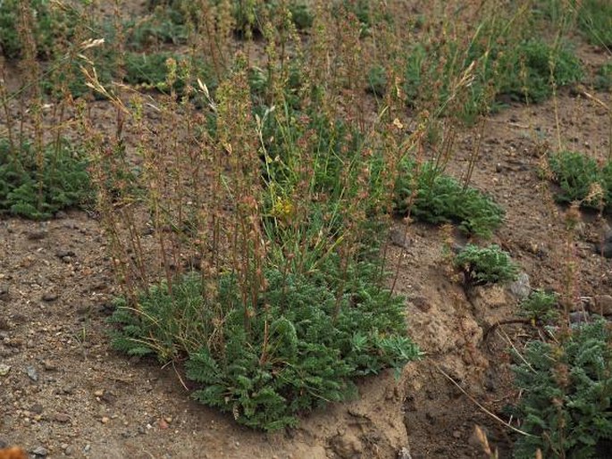 Acaena pinnatifida