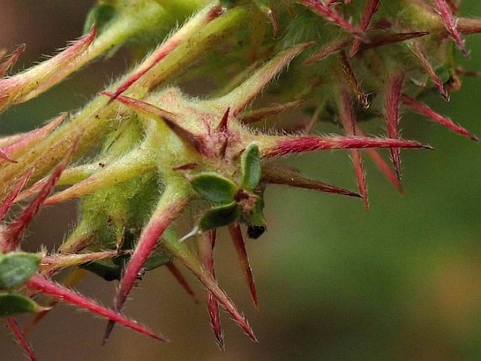 Acaena pinnatifida