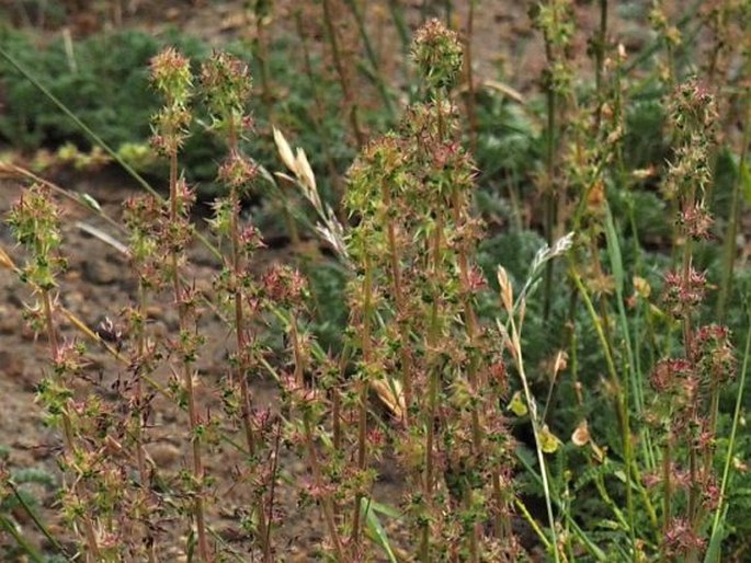 Acaena pinnatifida