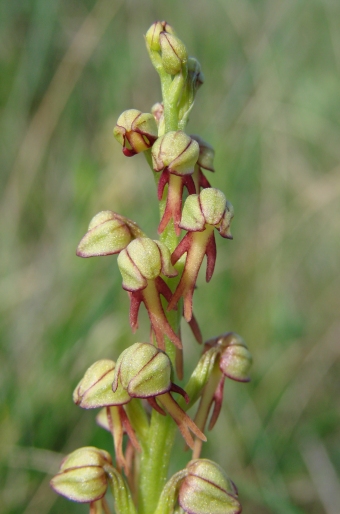 Orchis anthropophora