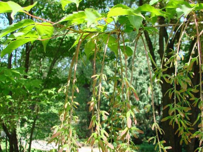 Acer cissifolium