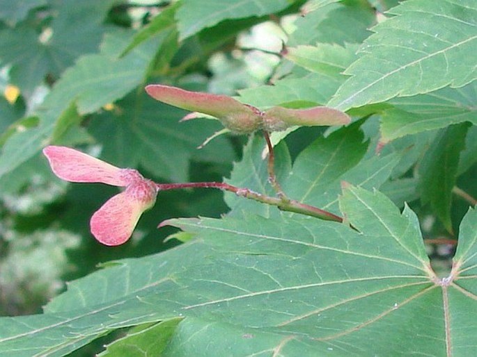 Acer japonicum