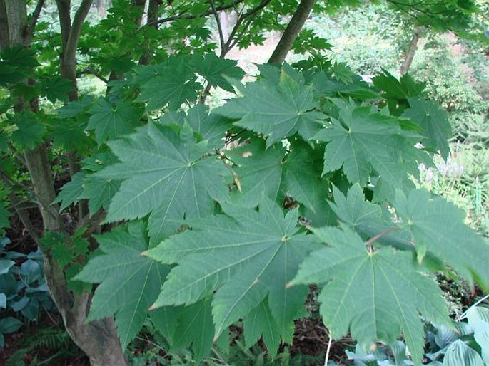 Acer japonicum