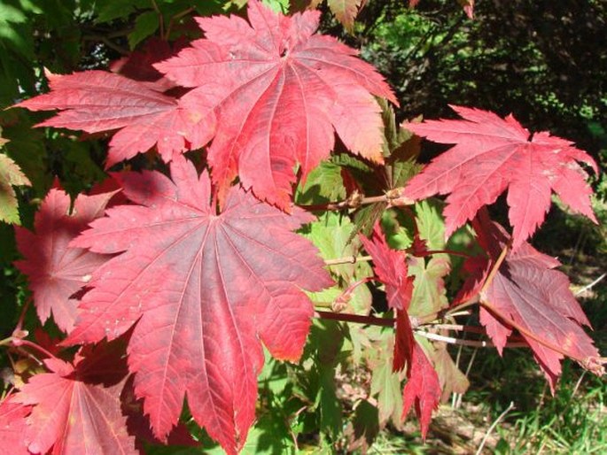 Acer japonicum