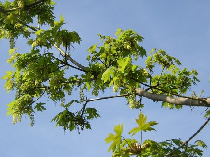 Acer macrophyllum