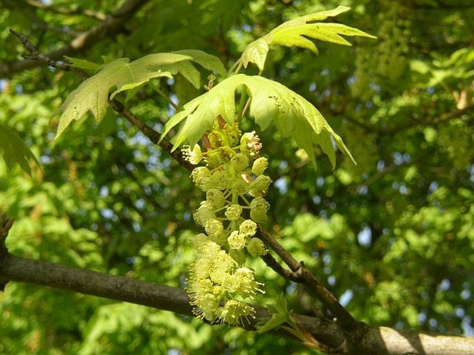 Acer macrophyllum