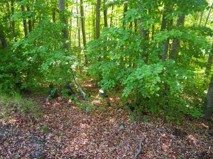 Acer obtusatum