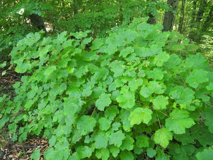 Acer obtusatum