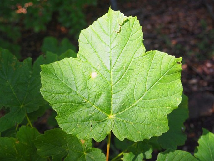 Acer obtusatum