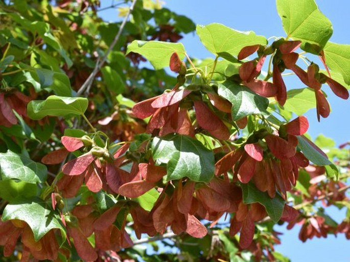 Acer obtusifolium