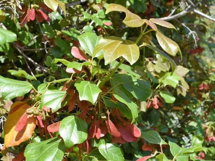 Acer obtusifolium