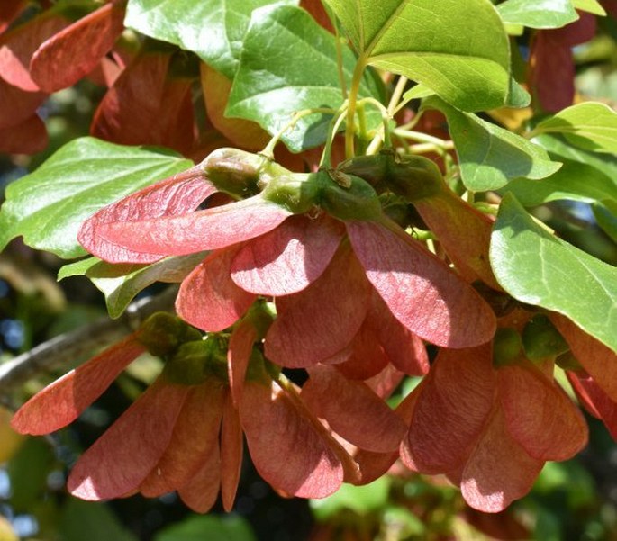 Acer obtusifolium