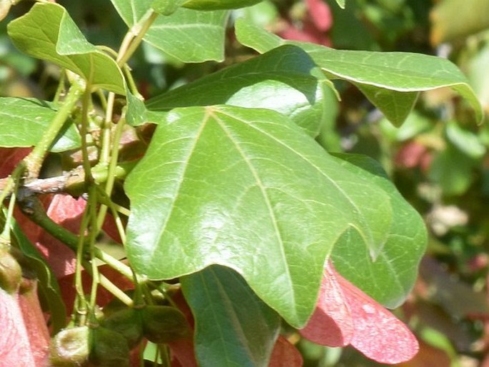 Acer obtusifolium