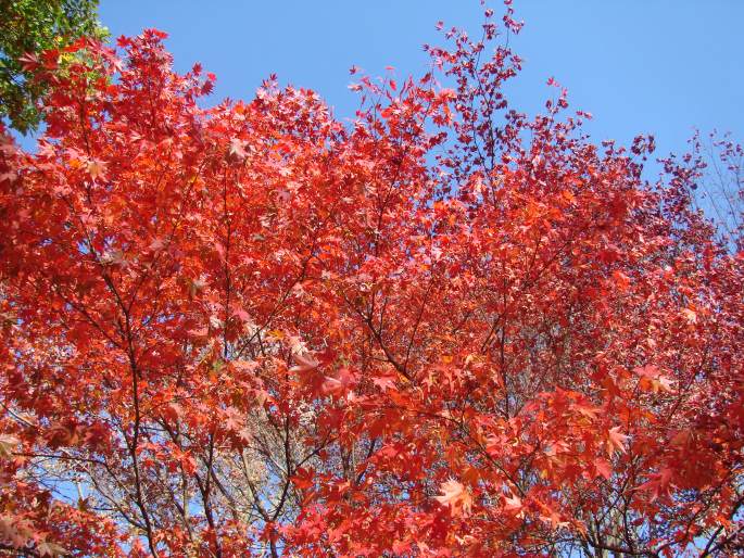 Acer palmatum