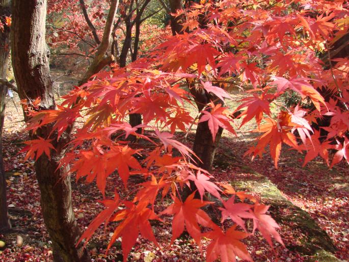 Acer palmatum