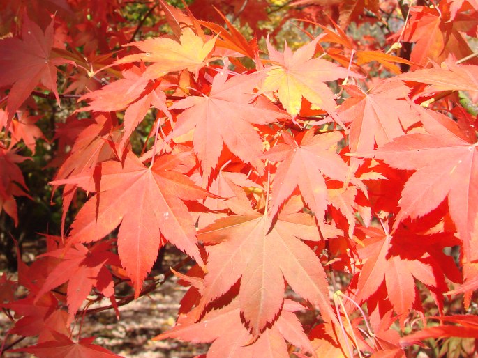 Acer palmatum