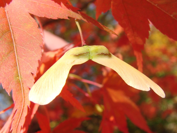 Acer palmatum