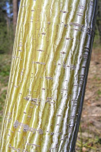 Acer pensylvanicum