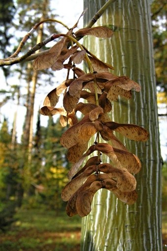 Acer pensylvanicum