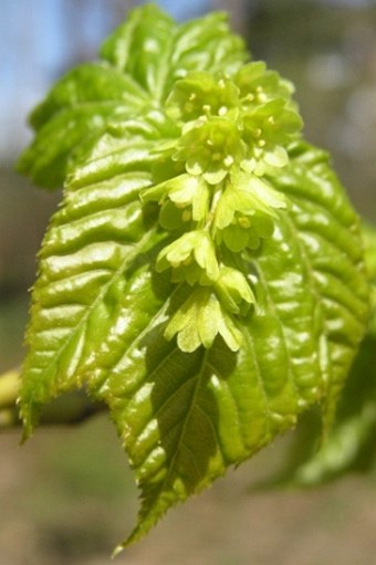 Acer pensylvanicum