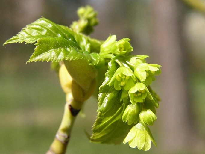 ACER PENSYLVANICUM L. – / javor pensylvánsky