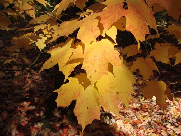 Acer saccharum