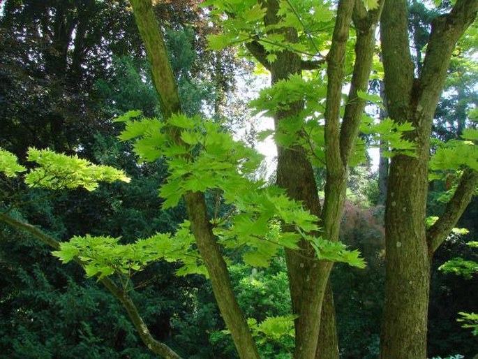 Acer shirasawanum