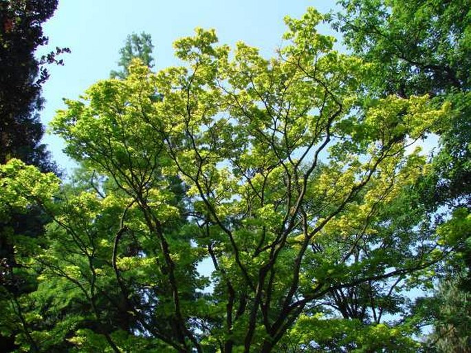 Acer shirasawanum