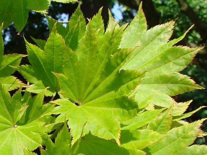 Acer shirasawanum