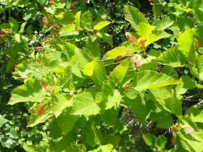 Acer tataricum