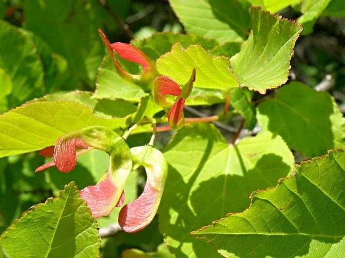 Acer tataricum