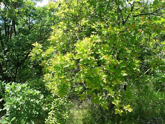 Acer tataricum