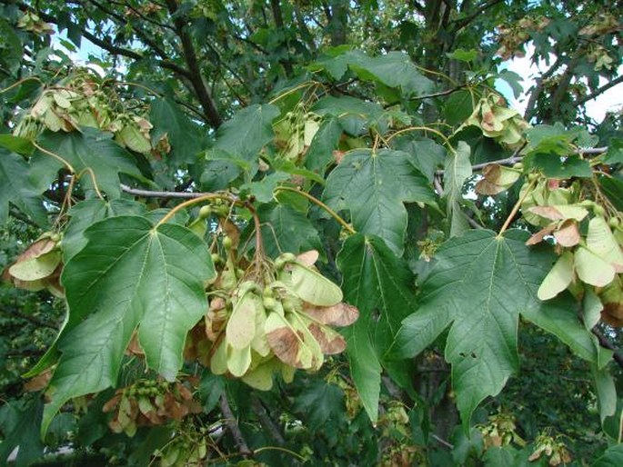 Acer velutinum