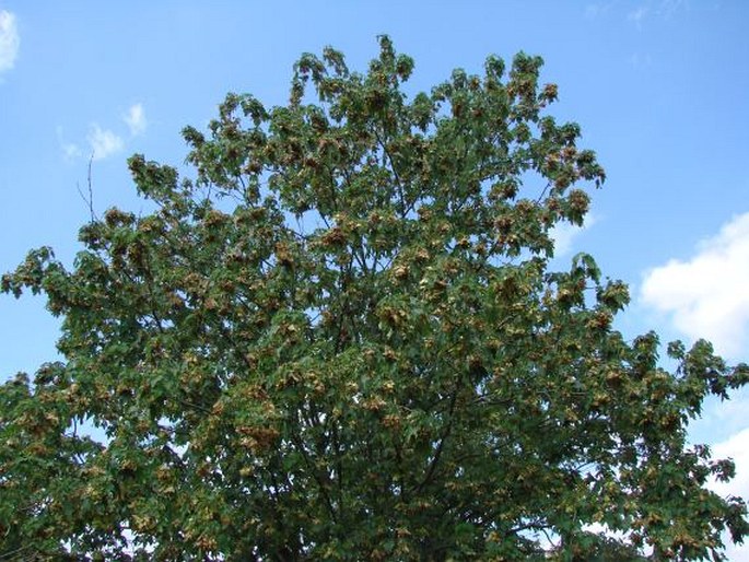 Acer velutinum