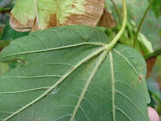 Acer velutinum