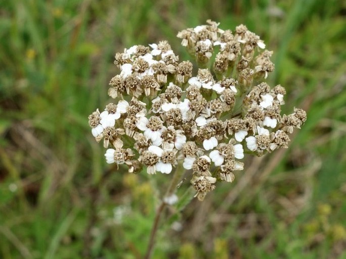 Achillea collina