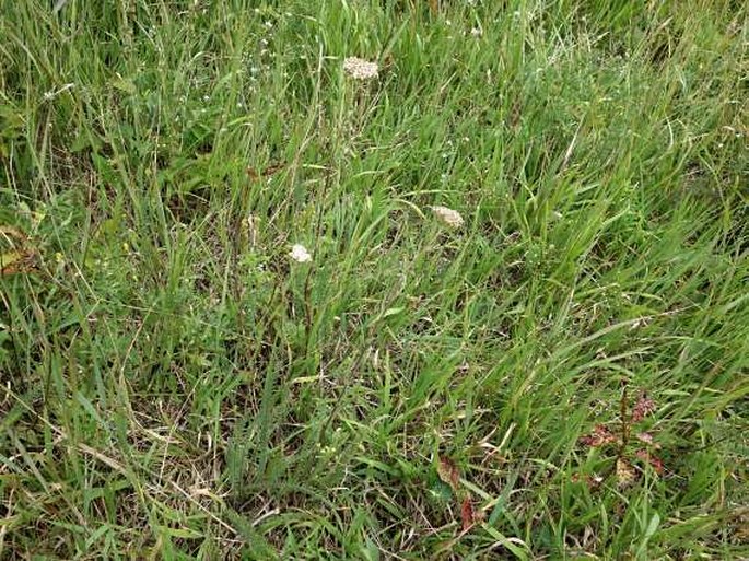 Achillea collina