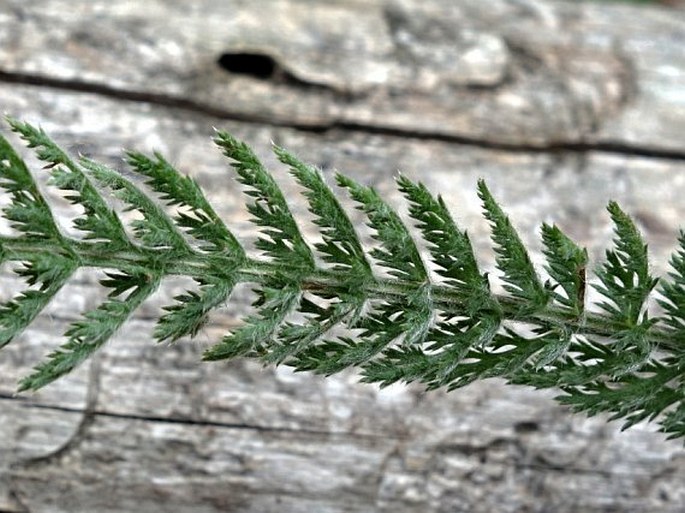 Achillea collina