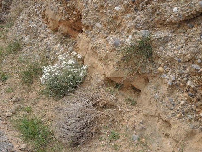 Achillea cretica