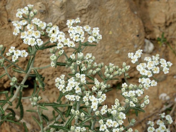 Achillea cretica