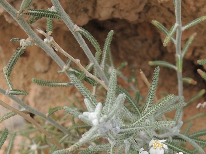 Achillea cretica