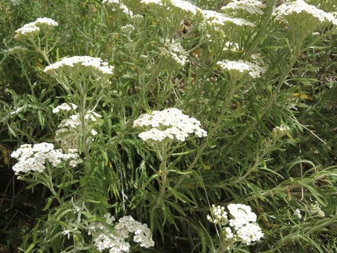 Achillea cretica