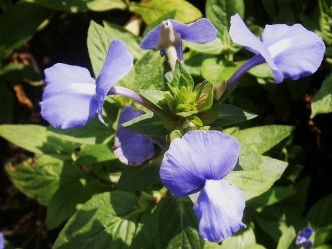 Achetaria azurea