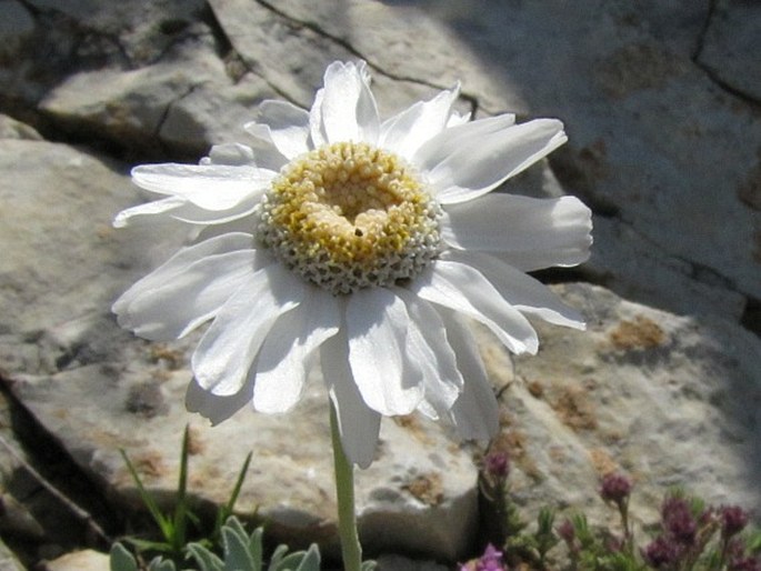 Achillea ageratifolia