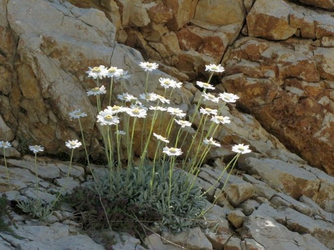 Achillea ageratifolia