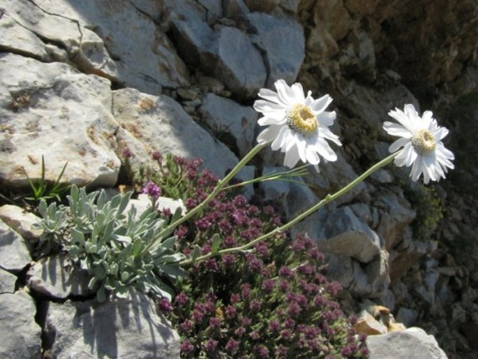 Achillea ageratifolia