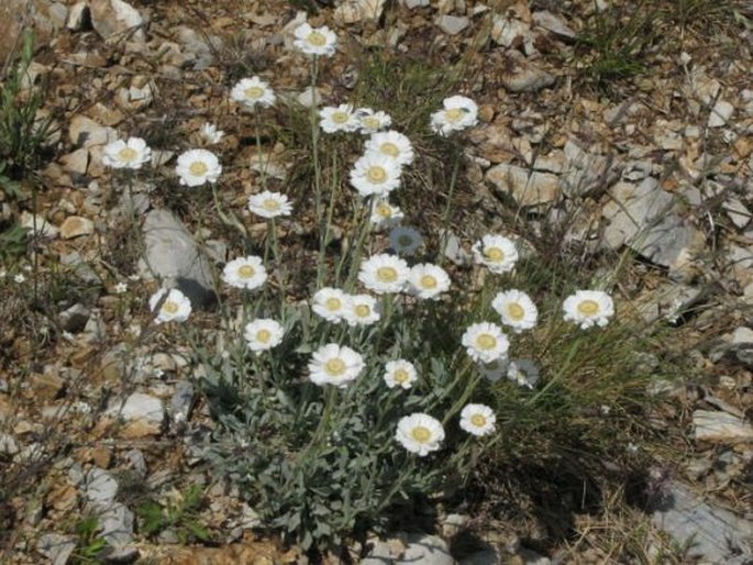 Achillea ageratifolia