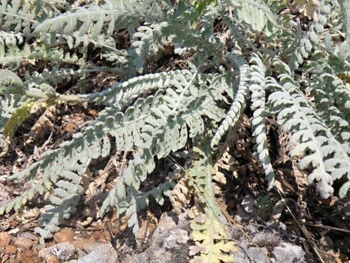 Achillea clypeolata