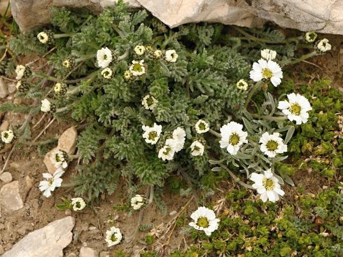 Achillea barrelieri