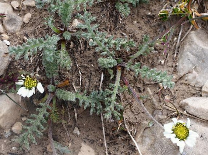 Achillea barrelieri